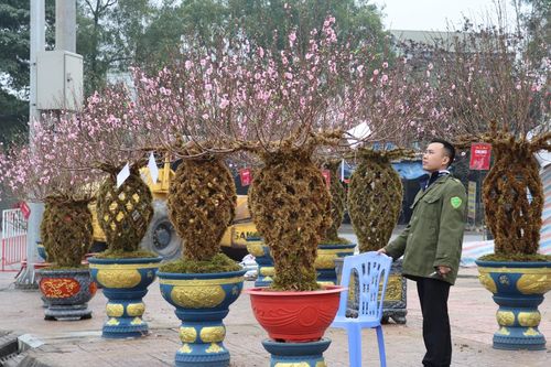 Đào bện thành bình, phủ kín rêu đắt khách ở Hà Tĩnh
