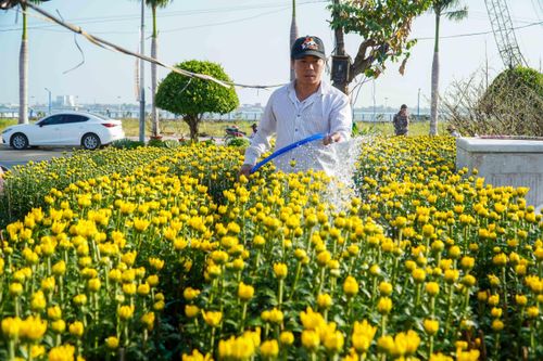 Hoa xuân tất bật xuống phố ở Cần Thơ