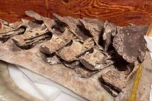 Trung Quốc xác định hóa thạch xương khủng long cách nay 90 triệu năm là loài mới biết đến