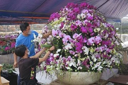 Hà Nội: Hiệu quả từ mô hình trồng lan Hồ Điệp công nghệ cao ở Đan Phượng