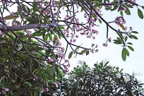 'Dòng kênh hoa sứ' rực rỡ đón Tết Giáp Thìn
