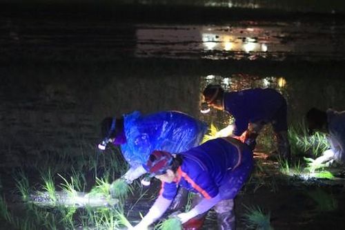 Nông dân chong đèn cấy lúa đêm trong rét buốt, kiếm 700 nghìn đồng 1 ngày công