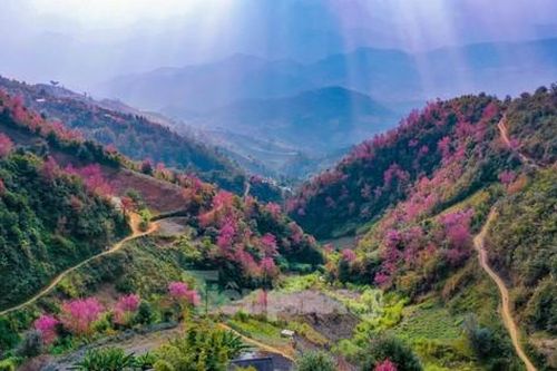 Đào rừng Tây Bắc bung nở đẹp như tranh trên núi cao hùng vĩ