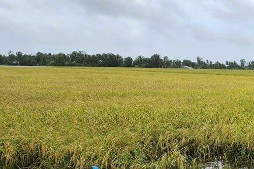 Tạm đình chỉ giải quyết nguồn tin về tội phạm tại Phòng NN&PTNT huyện Thới Bình