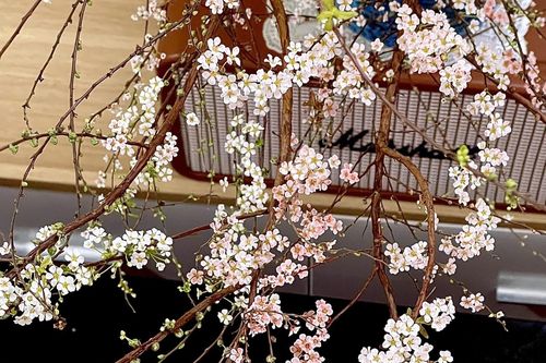 Cách cắm hoa tuyết mai nở rộ đúng Tết âm, đổi màu đầy mê hoặc