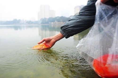 Cách chọn và thả cá chép ngày cúng ông Công ông Táo 2024