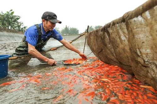 Trầm mình dưới hồ nước lạnh buốt, bắt 'chuyên cơ' của ông Công ông Táo