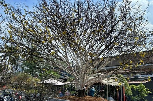 Dân mạng xôn xao 'cụ mai' 2 tỷ ở Cà Mau, chủ nhân tiết lộ giá trị thật gây sốc