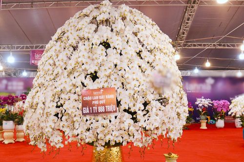 Bất ngờ chậu lan hồ điệp 'khổng lồ' cao 4m, giá gần 2 tỷ đồng ở TP.HCM