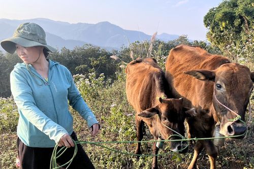 Huyện Điện Biên báo cáo tỉnh ủy về bất thường trong cấp bò cho hộ nghèo