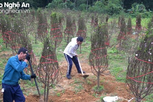 Thủ phủ đào phai Nghệ An tất bật vào vụ Tết