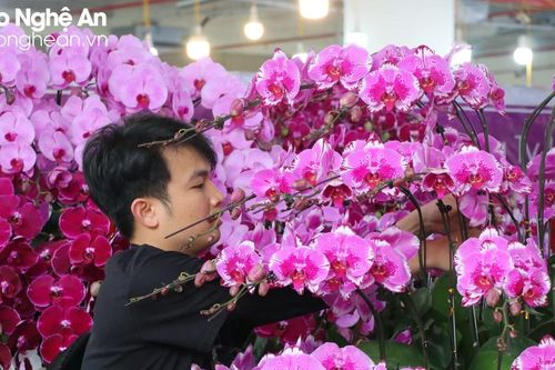 Thức xuyên đêm, thợ cắm lan kiếm bộn tiền dịp Tết