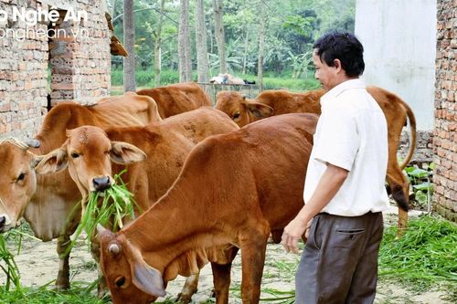 Nghệ An có gần 80 gia súc chết do rét, các địa phương đề xuất hỗ trợ người dân