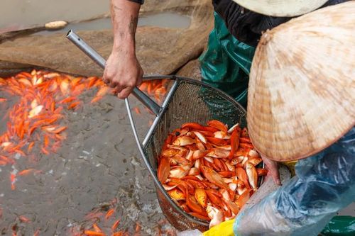 Vựa cá chép đỏ lớn nhất miền Bắc nhộn nhịp trước ngày ông Công ông Táo