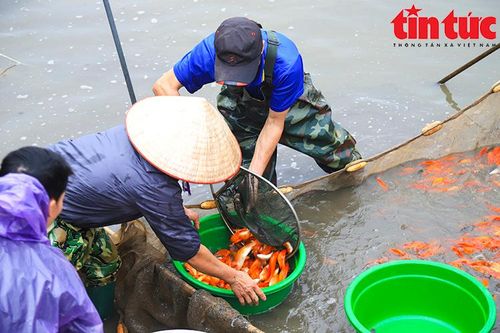 Làng cá chép đỏ Thủy Trầm nhộn nhịp trước ngày ông Công, ông Táo