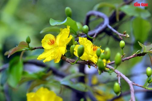 Vùng 4 Hải quân: Nhiều hoạt động ý nghĩa đón Xuân Giáp Thìn