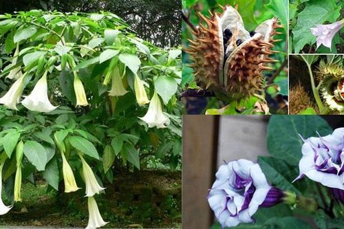 Bí ẩn loài cây nguy hiểm nhất thế giới: Mọc rất nhiều ở Việt Nam, mang trong mình 'hơi thở của quỷ'