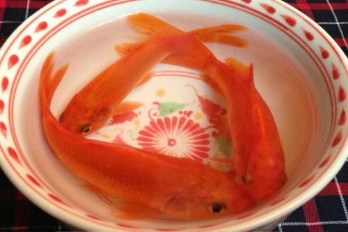 Bí quyết chọn cá chép khỏe đẹp cúng ông Công ông Táo cầu may mắn, phú quý cho cả năm