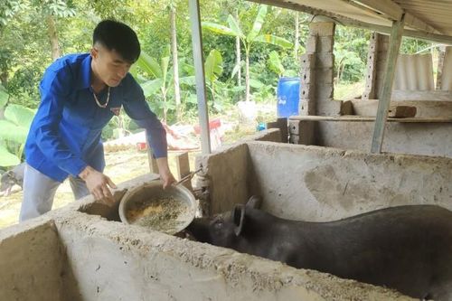 Lợn đen Hòa Bình đắt hàng dịp cận Tết Nguyên đán 2024