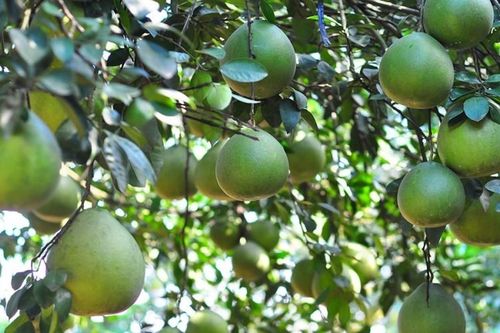 Thị trường nông sản hy vọng những ngày cận Tết