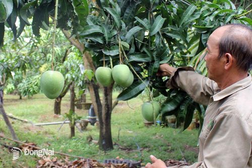 Các vùng sản xuất hồi hộp chờ tuần cao điểm Tết