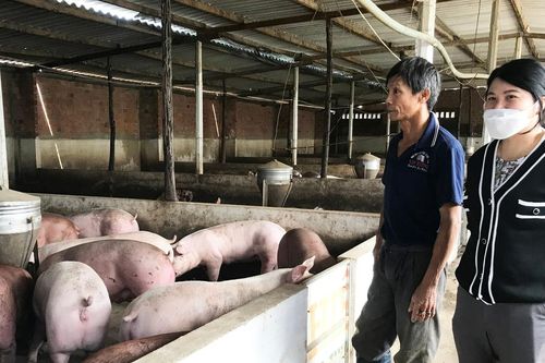 Gia Lai siết chặt kiểm soát việc vận chuyển, giết mổ gia súc, gia cầm