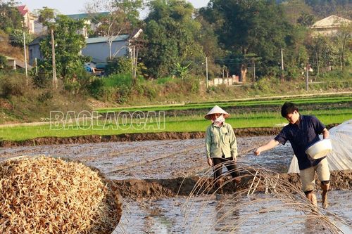 Đẩy nhanh tiến độ sản xuất vụ lúa xuân