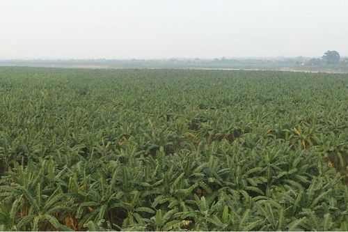 Gần 100ha chuối xã Minh Tân vào vụ Tết