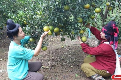 Nông nghiệp Sốp Cộp một năm nhìn lại