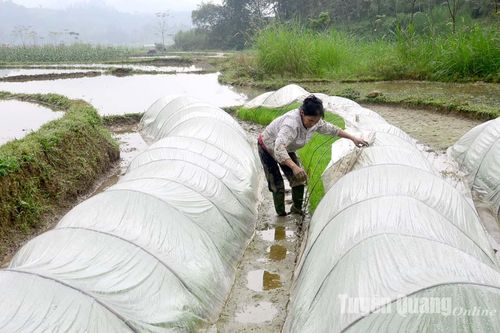 Phòng, chống rét cho mạ, lúa non mới cấy