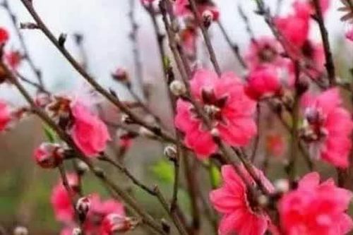 Chợ hoa Tết xưa