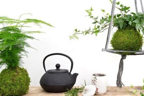 Xu hướng cây cảnh năm 2024
