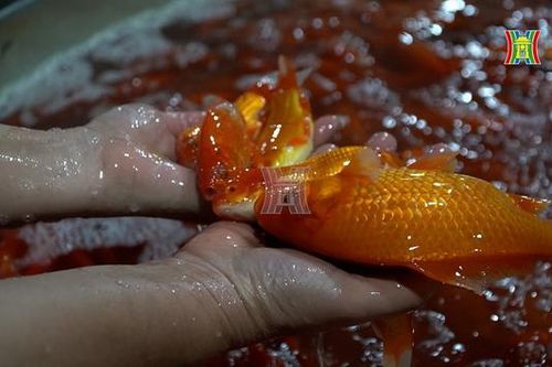 Chợ cá Yên Sở nhộn nhịp dịp Tết ông Công, ông Táo