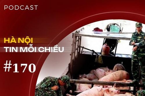 Nhập lậu lợn ồ ạt vào Việt Nam, người chăn nuôi kêu cứu | Hà Nội tin mỗi chiều