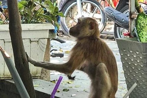 Quận 12: Khỉ nuôi sổng chuồng tấn công người