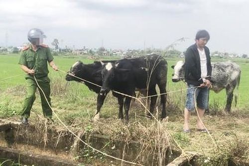 Thuê xe tải từ Đà Nẵng vào Quảng Nam trộm 7 con bò