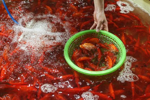 Chợ cá lớn nhất Hà Nội buôn bán xuyên đêm trước ngày ông Công, ông Táo