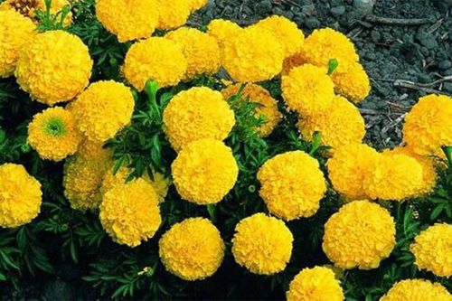 Dù đau nhức khắp người, mẹ già năm nào cũng tự trồng hoa Tết