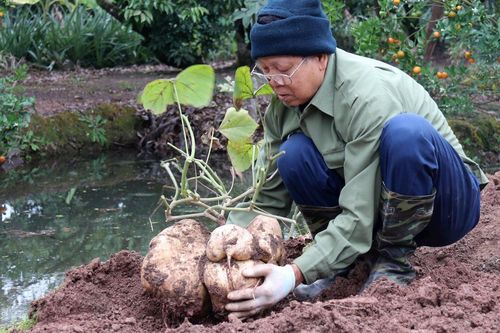 Ngắm củ đậu khổng lồ ở Hải Dương hút khách dịp Tết