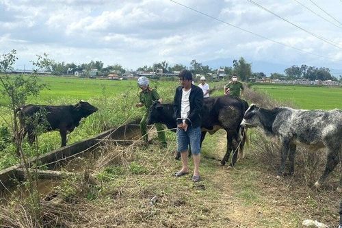 Thuê xe tải ở Đà Nẵng, người đàn ông chạy vào Quảng Nam trộm 7 con bò