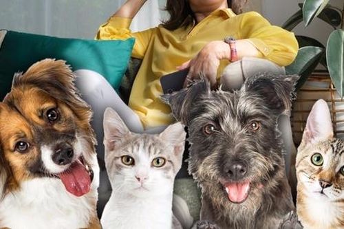 Bị 3 con bỏ mặc, cụ bà sửa di chúc để lại tài sản 69 tỷ đồng cho thú cưng