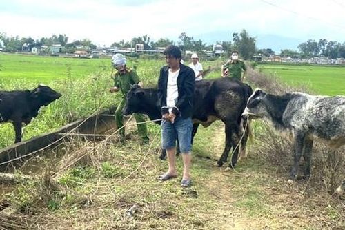 Thuê xe tải đi trộm nguyên một đàn bò