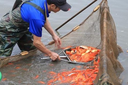 Người dân Thủy Trầm bì bõm vớt cá chép đỏ phục vụ Tết ông Công ông Táo