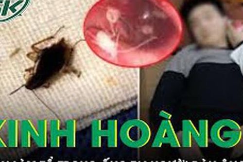 Gián làm tổ trong ống tai người đàn ông