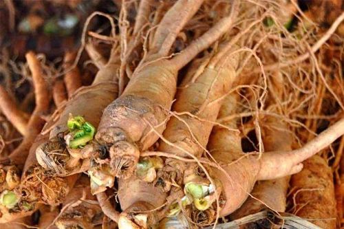 4 vị thuốc bổ huyết ai cũng cần biết