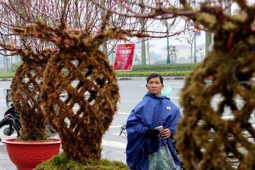 Độc lạ đào bện thành bình, phủ kín rêu ở Hà Tĩnh