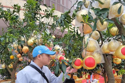 Bưởi dát vàng 'cháy hàng' trong chợ hoa Xuân