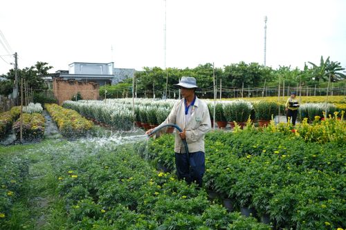 Nhà vườn bị khách 'bom' hàng trăm chậu hoa sát Tết