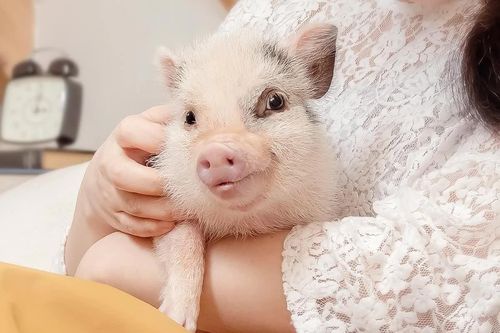 Đi cà phê không quan tâm đồ uống, chỉ thích ôm lợn siêu nhỏ
