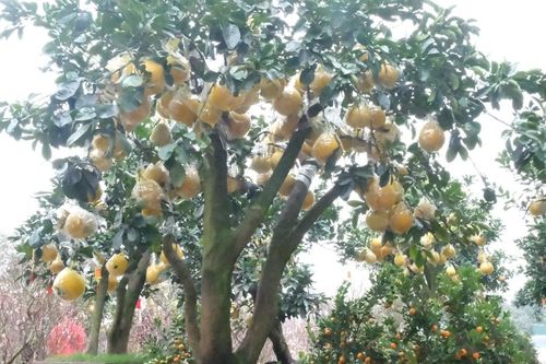 Nghệ An: Chiêm ngưỡng những gốc bưởi Diễn 'độc, lạ' phục vụ Tết